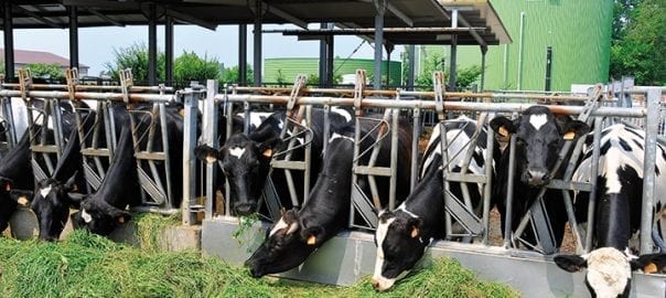 Biogas Digester Agriculture - Lipp System