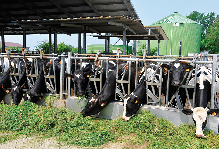 Biogas Digester Agriculture - Lipp System